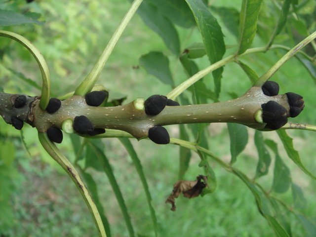 Fraxinus excelsior bourgeon